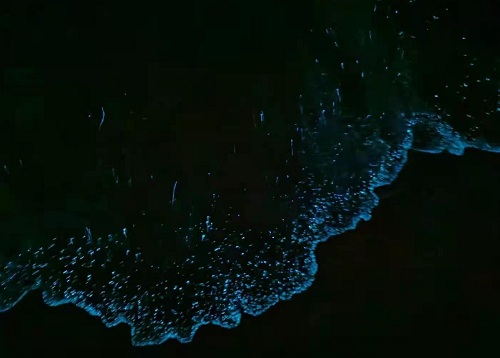 平潭藍眼淚
